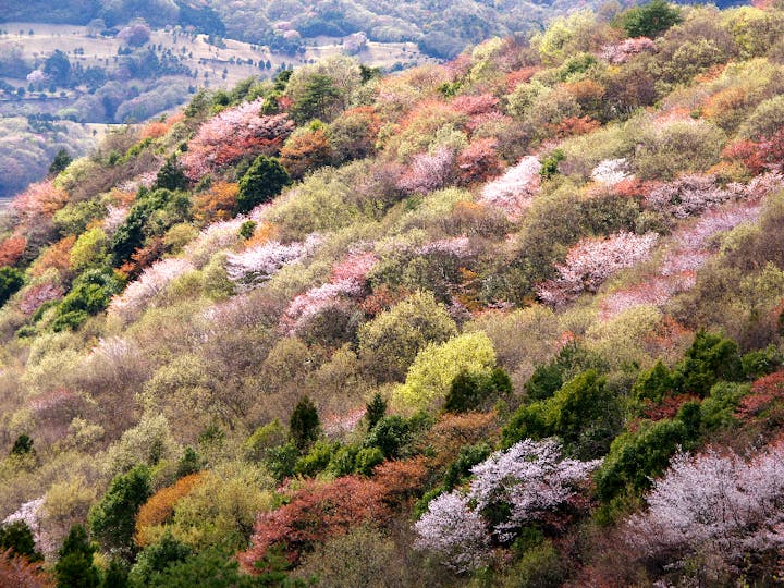 桜川市