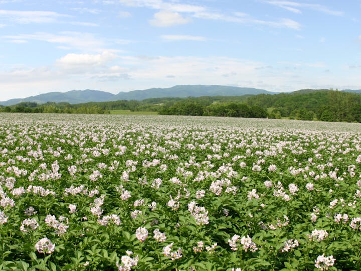 厚沢部町