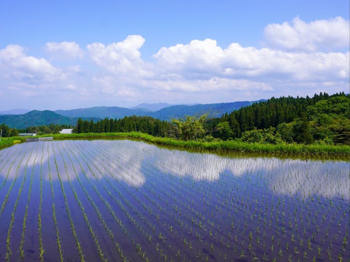 養父市