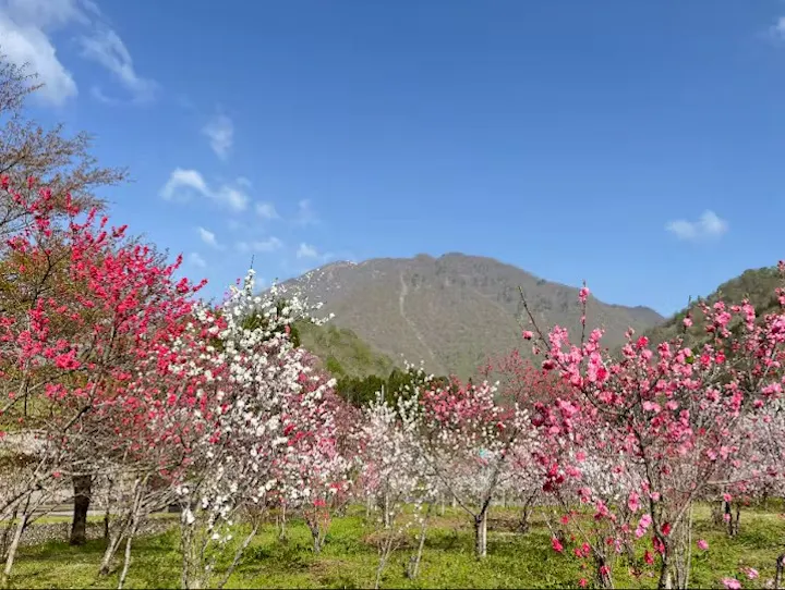 大野市