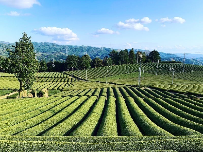 京都府和束町