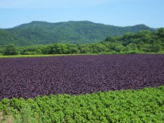 北海道白糠町