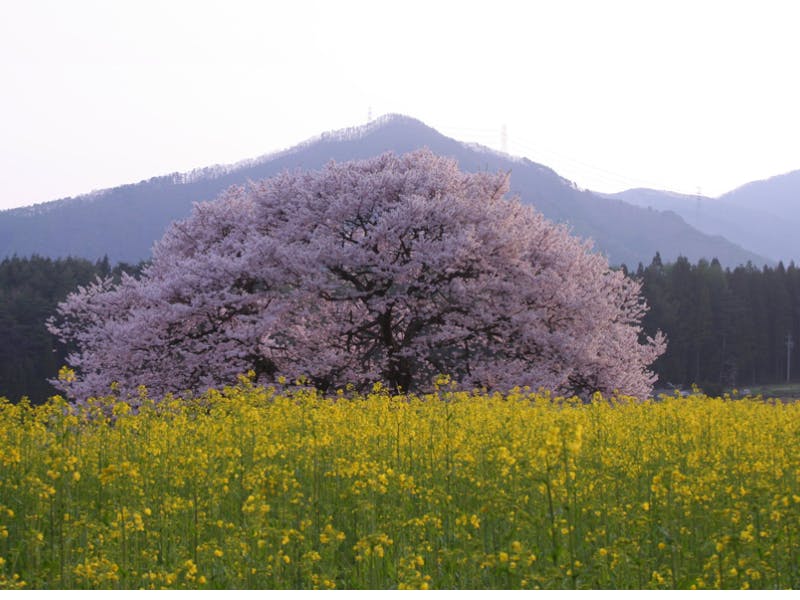 長野県高山村