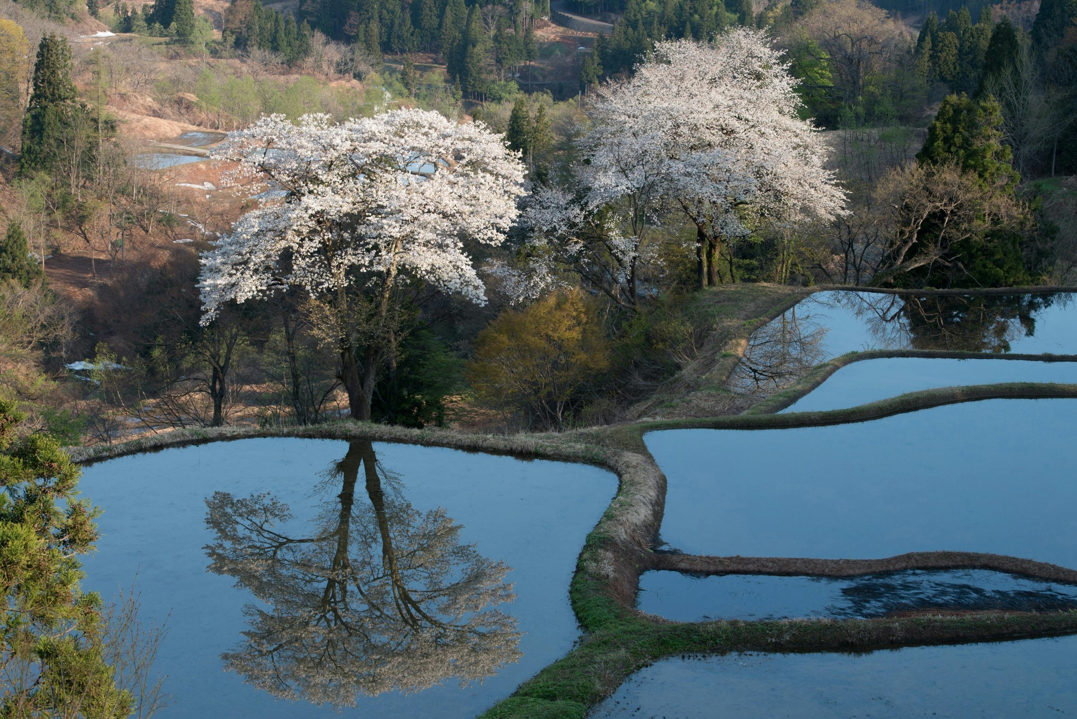 十日町市の画像