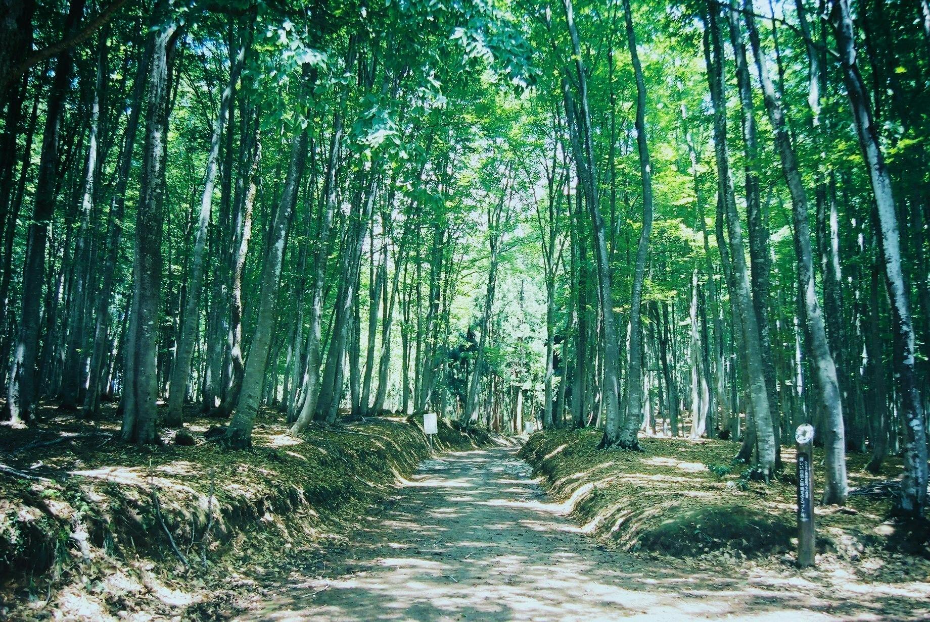 十日町市の画像