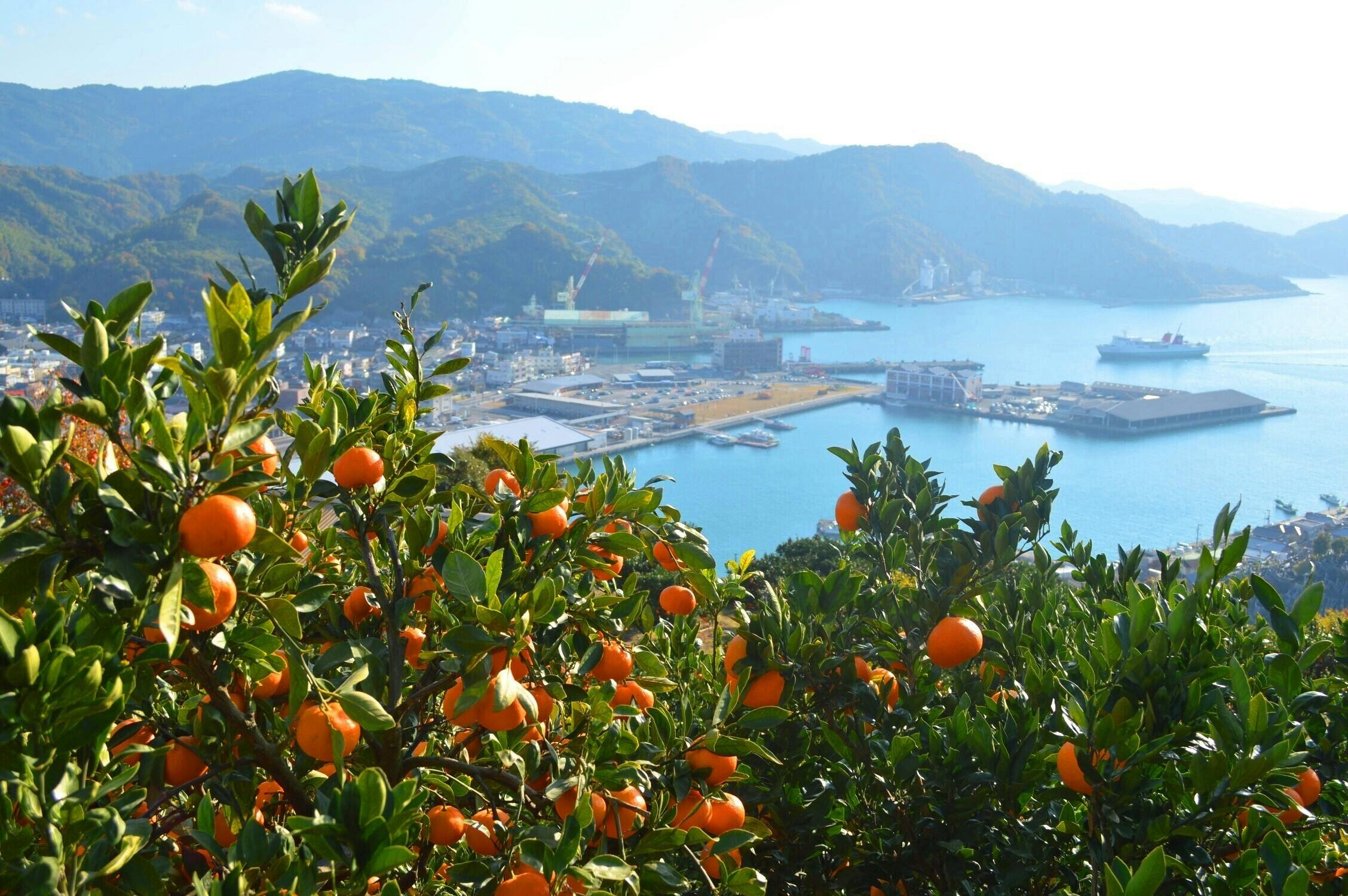 八幡浜市の画像