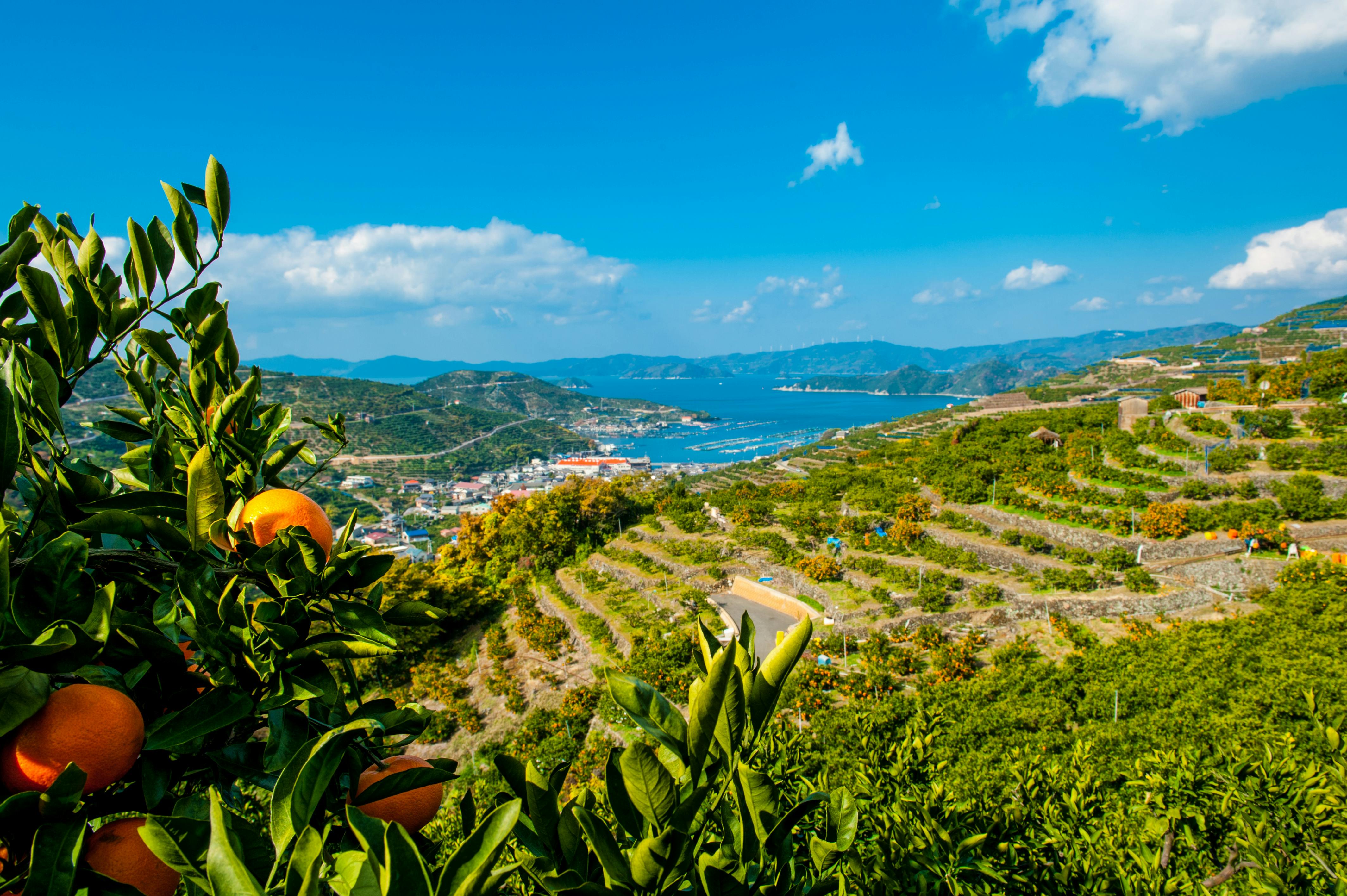 八幡浜市の画像