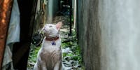 湖南市はコニャン市!?職員は保護猫のこにゃん市役所を作ります!