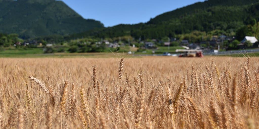 『小麦で「津山のほほえみ」発信事業』