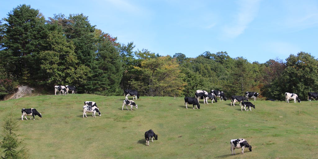 岩手県田野畑村で放牧型酪農「山地酪農」で地域おこし協力隊を募集してます