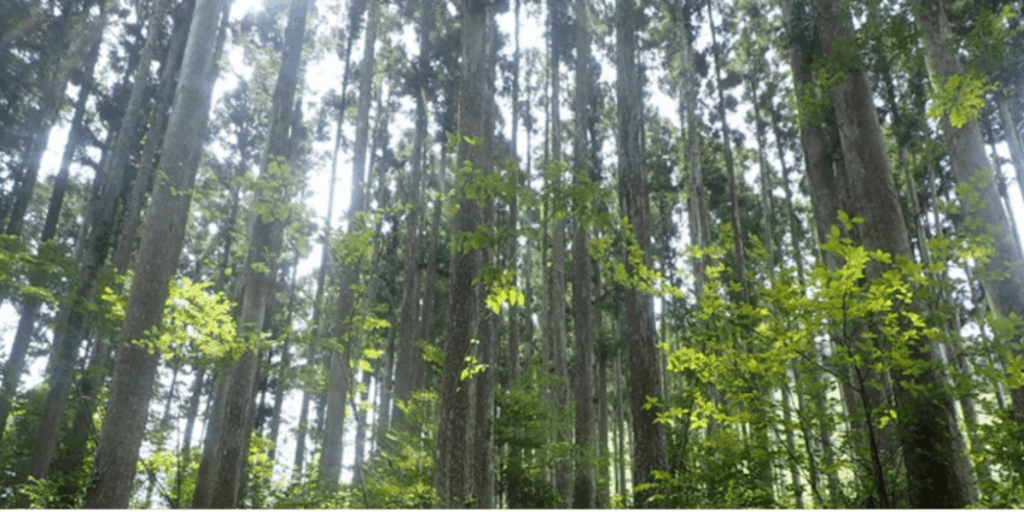 【まるごと大川】高知の秘境「大川村」で、木を伐る仕事どうですか？