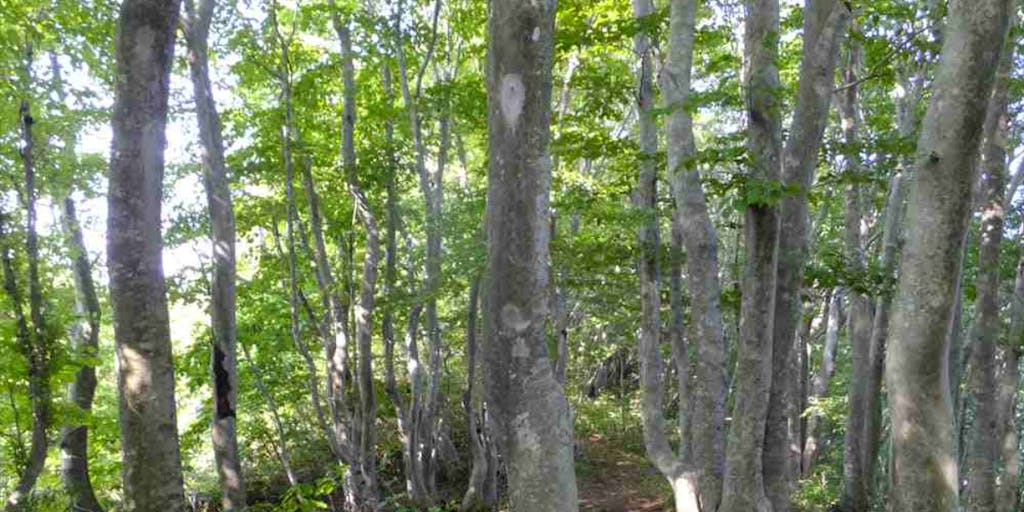 鉢伏山・ブナの再生・保全による森づくり