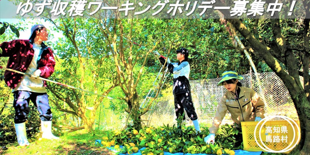 【11月】高知県馬路村ふるさとワーキングホリデー柚子収穫（応募締切10/13)