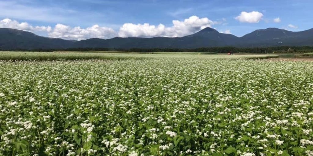 八ヶ岳西麓 そば畑サポーター制度21 そば農家さんと一緒に地域の風景を作りませんか ー 長野県茅野市 ー 移住スカウトサービス 八ヶ岳西麓 そば畑サポーター制度21 そば農家さんと一緒に地域の風景を作りませんか ー 長野県茅野市 ー 移住スカウトサービス