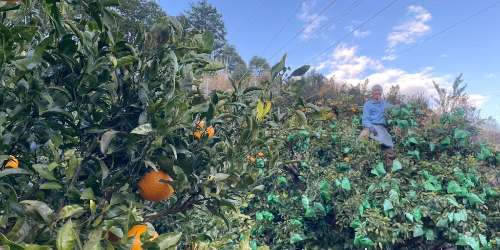 【柑橘栽培お手伝い！】田舎暮らしで「柑橘」に取り組んでみたい方集まれ！！