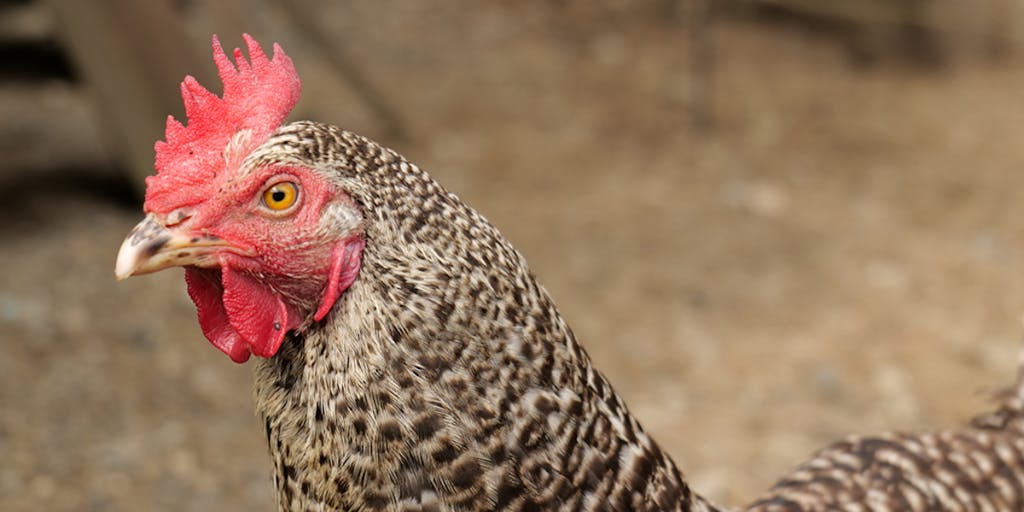 【求人募集2名】地域の未利用資源を循環させる平飼い養鶏事業の立ち上げ