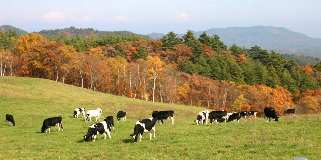 大自然を楽しみながら、田野畑村ならではの特徴を生かした酪農を盛り上げる活動です！