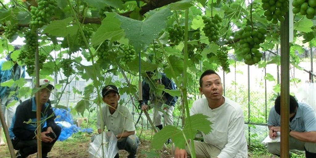【7/19〆地域おこし協力隊募集】環境に配慮した栽培を行う「豊岡ぶどう」の園地継承を目指しませんか?