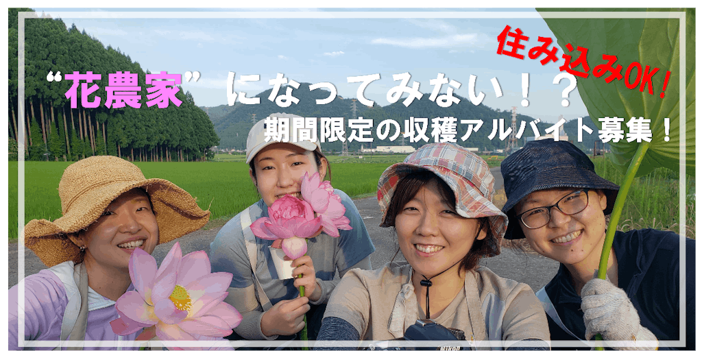 １ヶ月花農家募集☆夏限定／花ハス×菊、お盆を彩る花の収穫アルバイト求む！