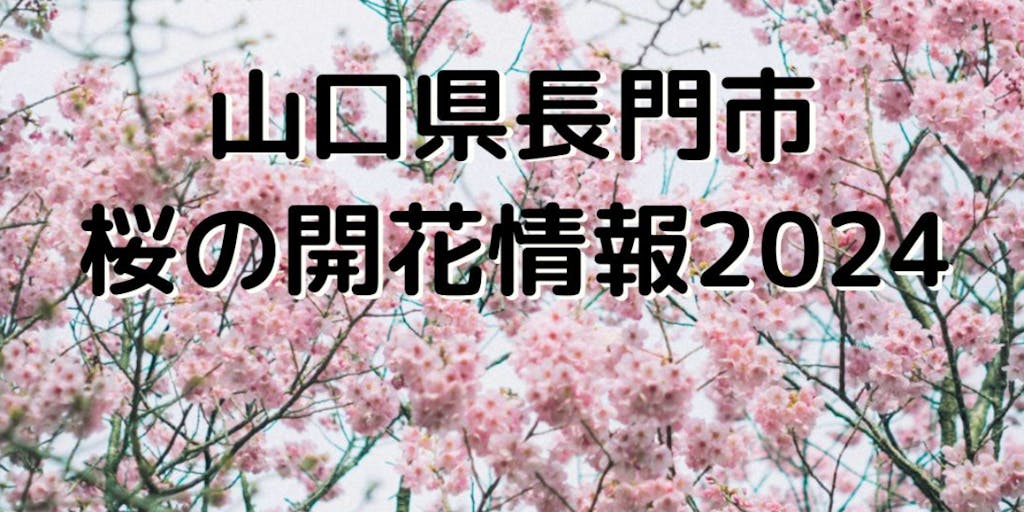 山口県長門市の「桜の開花情報2024」