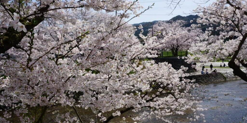 （複製）美祢市が輝く季節　～お花見においでませ～