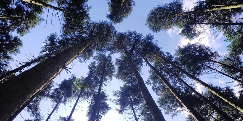 大自然が広がる人口3,300人の小さなまち、山口県・阿武町で「ローカルに貢献できる林業作業員」を募集！