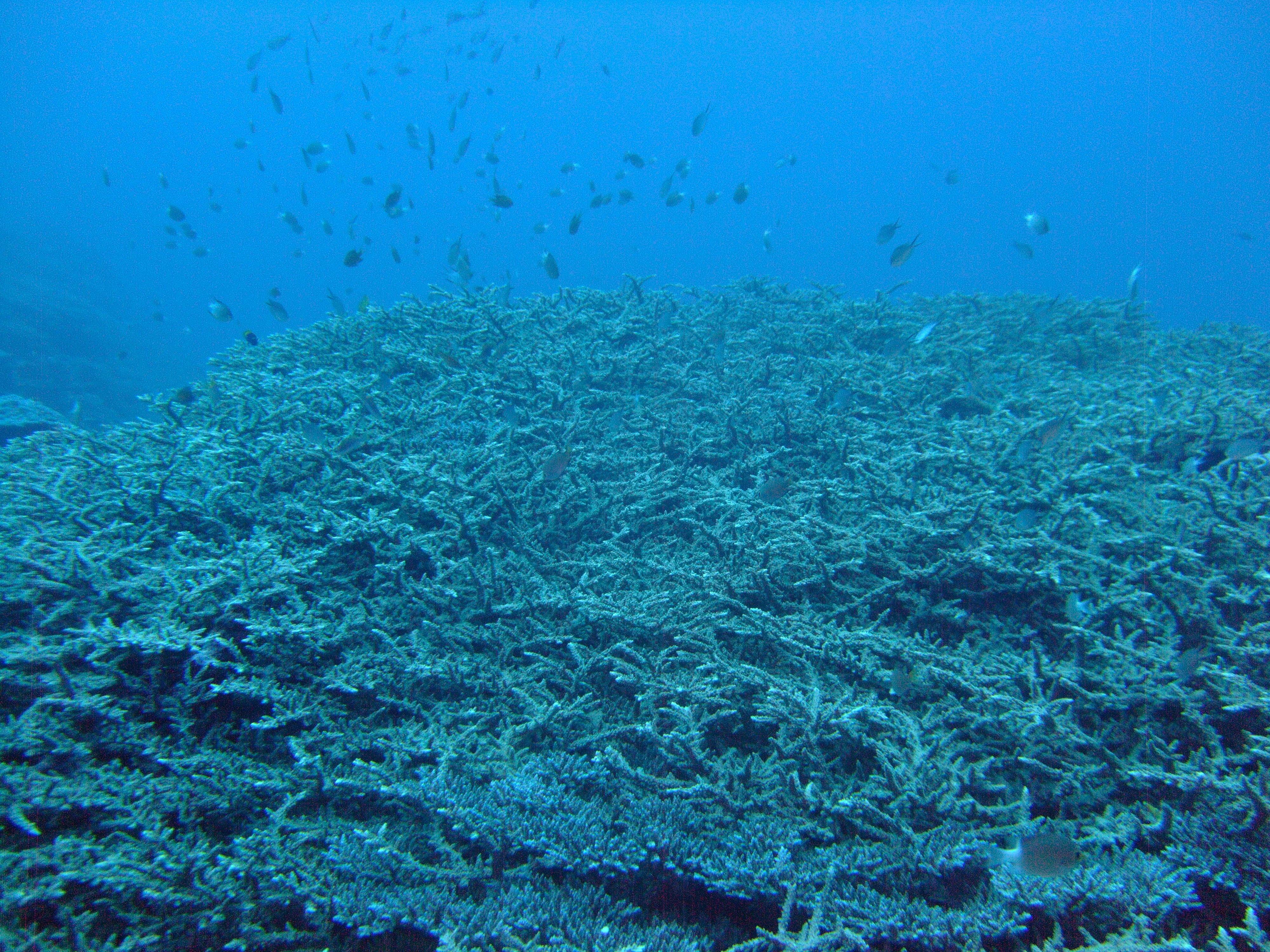 人口1万以下の小さな社会で 海の環境保全に取り組む サンゴ保全 再生スタッフ 移住スカウトサービス Smout スマウト