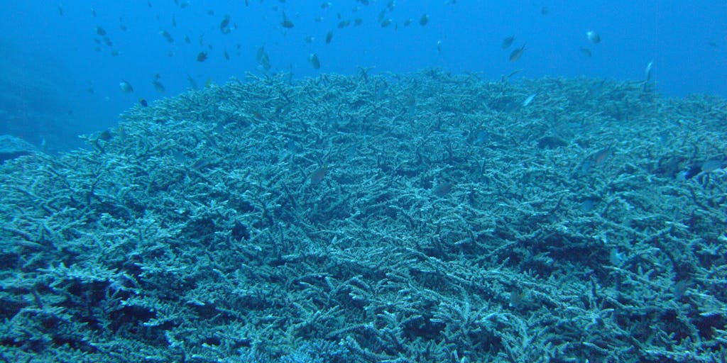 人口1万以下の小さな社会で、海の環境保全に取り組む「サンゴ保全・再生スタッフ」