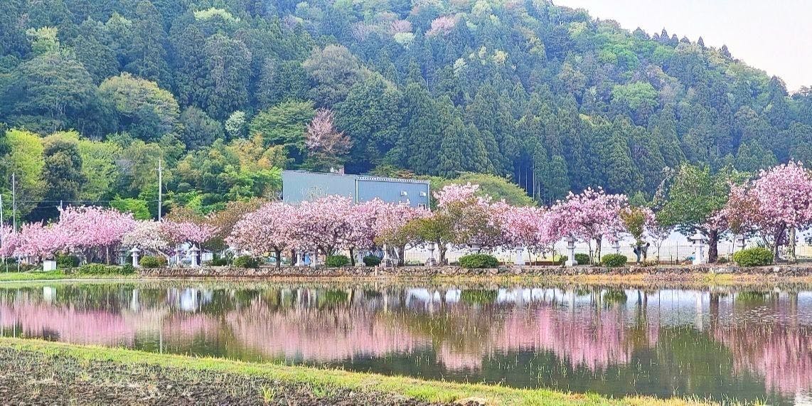 滋賀県長浜市の神社紹介】伊香具神社【圧巻の美しさ、田んぼに鏡面反射