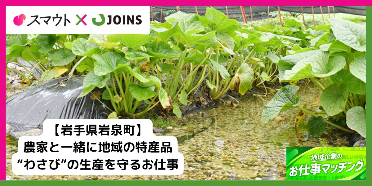 わさびの安定栽培をサポートするお仕事です。(岩手県岩泉町) | 地域と