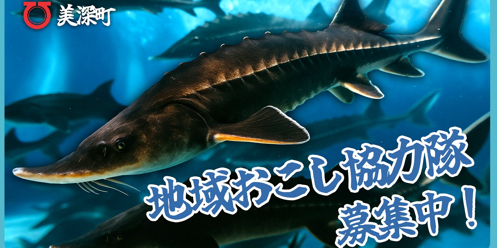 ロシアチョウザメヒレ曲り。約44cm広島県呉市引取り限定！配達も可
