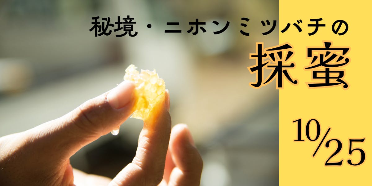 日本蜜蜂はちみつ　宮崎県椎葉村産　2025年4月採れ　450g×5本2250g 宮崎県産 はちみつ 「椎葉の秘蜜」 小 50g瓶 1個 - 宮崎県｜ふるさと
