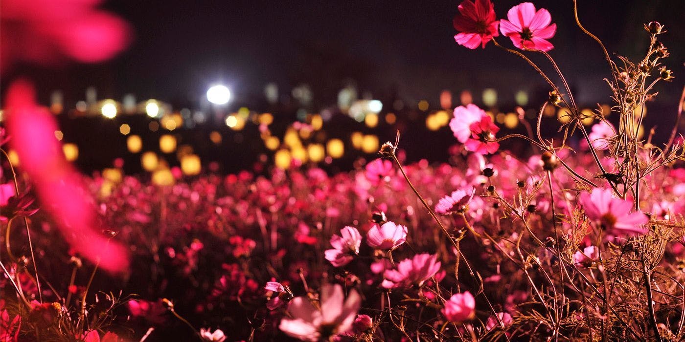 花空さま専用（原画）秋夜の森の祝福 #3 ほか 3点お