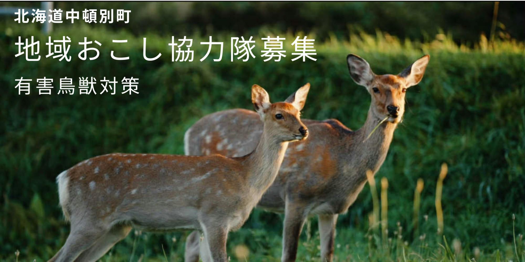 地域おこし協力隊】有害鳥獣対策/あなたの一歩が、森を守り、人を守る