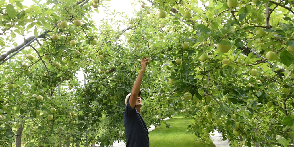 就農を目指す人と、日本一のりんご生産地・弘前市の栽培技術を継承したい！
