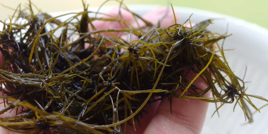 日本初！世界の海藻マーケットの拡大に挑戦