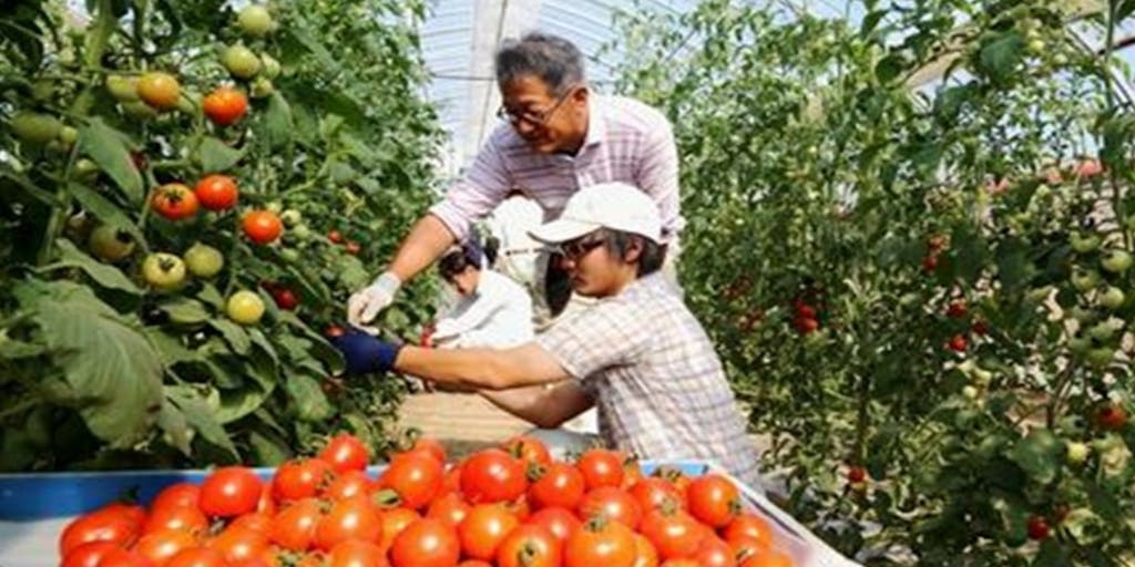 ふくい園芸カレッジ研修生募集中！！福井県で農業、独立就農を目指しませんか