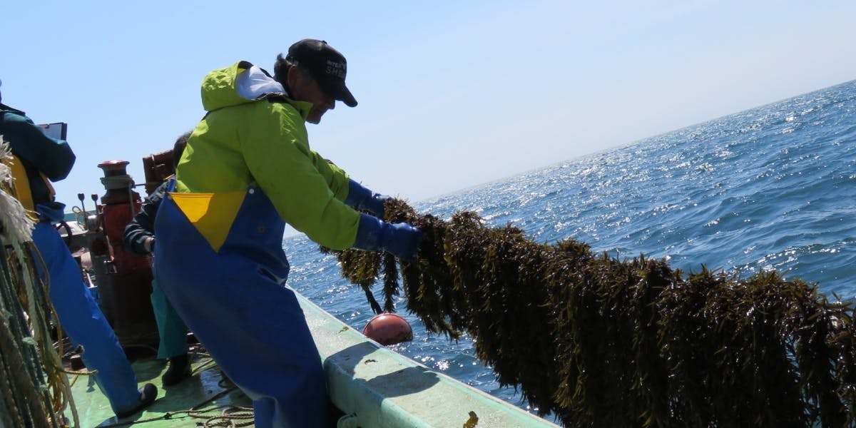 地域おこし協力隊募集開始 フィールドは津軽海峡 本州に一番近い北海道の小さな町 木古内町 で漁師を目指す方を募集します