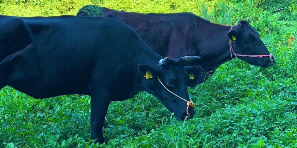 畜産に興味のある方必見!「サステナブル和牛 熟」の生産に携わる人材募集