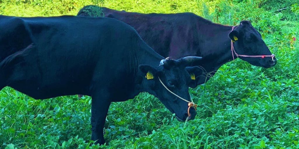 畜産に興味のある方必見！「サステナブル和牛 熟」の生産に携わる人材募集