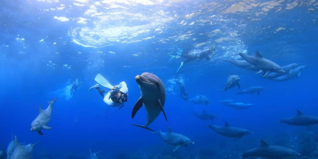 イルカと泳げる島(in東京都)で、宿の運営をやってみたい人を募集！　★2人での応募も歓迎★