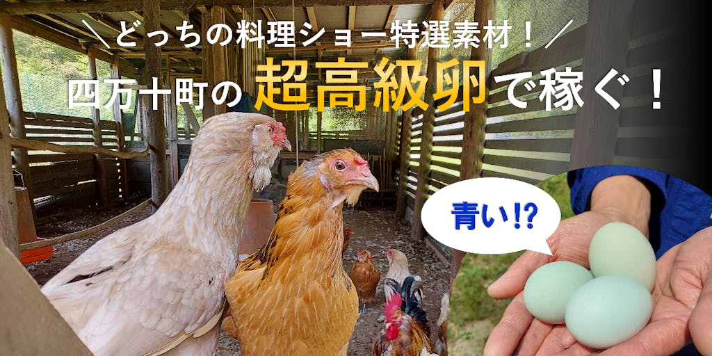 ＼mission！／四万十産1個330円の超高級オーガニック卵の全国販売を再開せよ！高知県で養鶏場の継業募集をスタート！