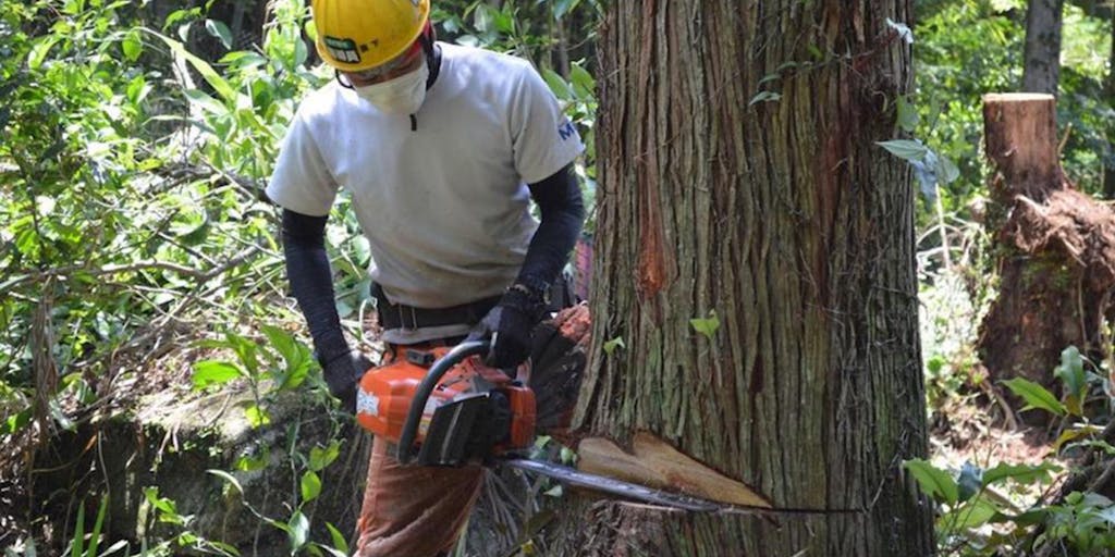 400年の植林技術に触れる。尾鷲ヒノキの林業体験。