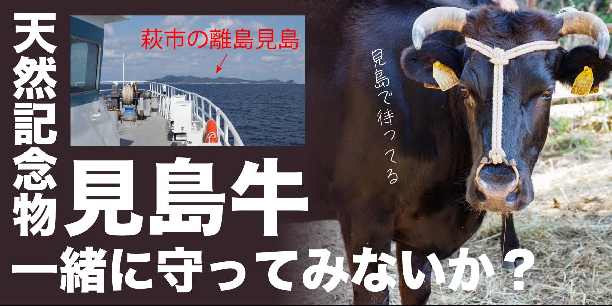 萩市の離島見島で『見島牛』を一緒に守ってくれませんか？ | 移住支援と地域情報 SMOUT(スマウト)