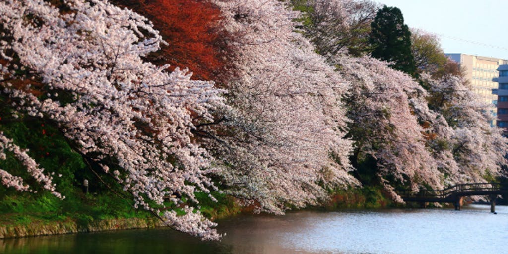桜100選「高岡古城公園」の傷んだ桜の木を植え替えたい！