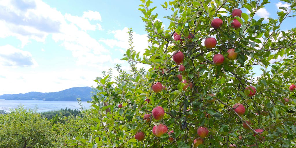 【地域おこし協力隊募集】「小さくても、強い産地へ！！」米崎りんごを通じて活き活きとした地域づくりに参加してみませんか？