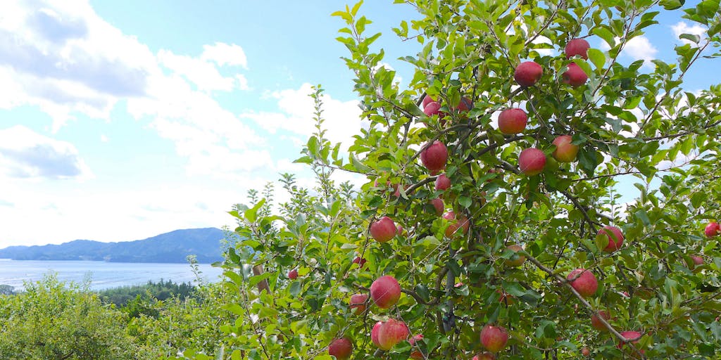 【地域おこし協力隊募集】「小さくても、強い産地へ！！」米崎りんごを通じて活き活きとした地域づくりに参加してみませんか？