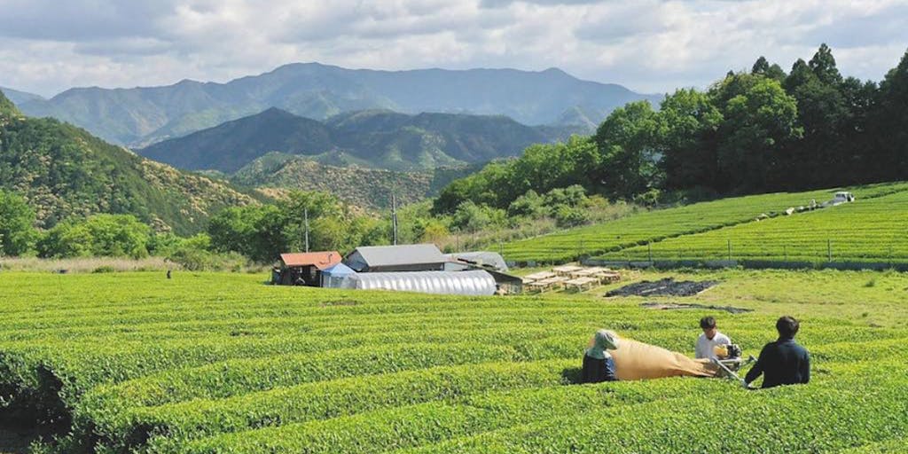 【体験できます】神宿る熊野の山頂で、地域に伝わる特別な番茶をつくる「茶園」でのお仕事体験