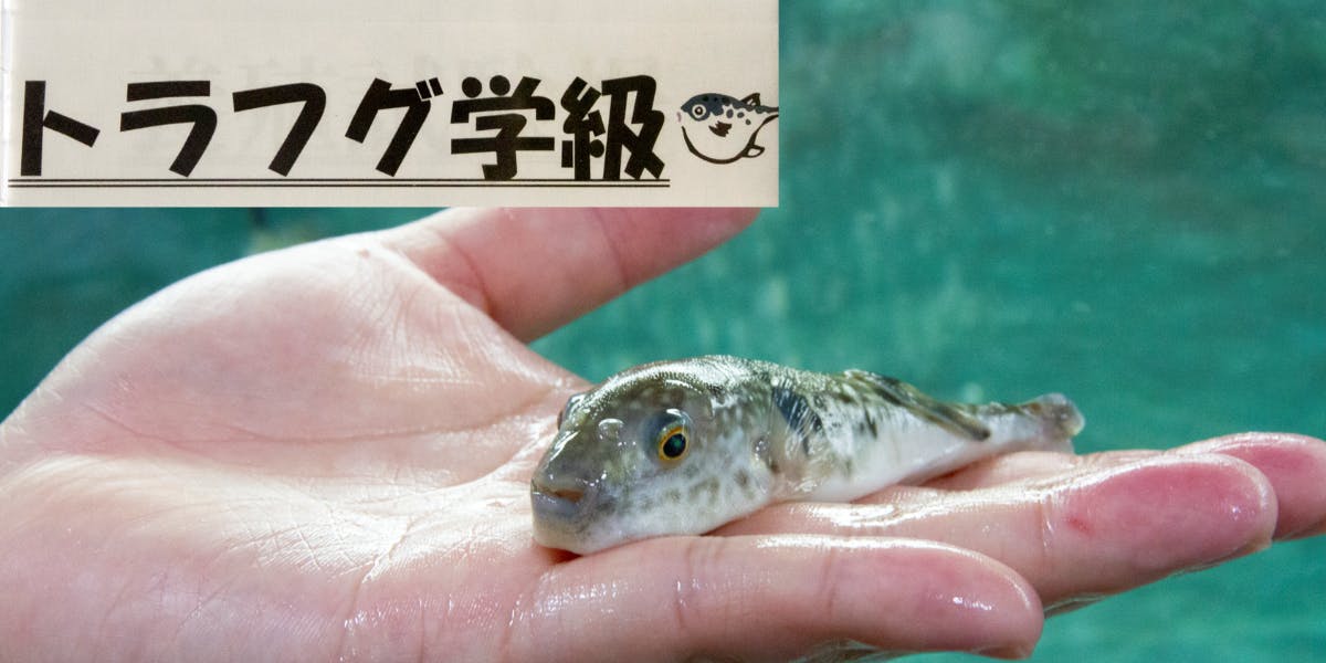 海なし県の山の中！トラフグ学級の生徒たちと一緒に成長しませんか！トラフグ養殖を村の産業にする人を募集！！ | 移住支援と地域情報