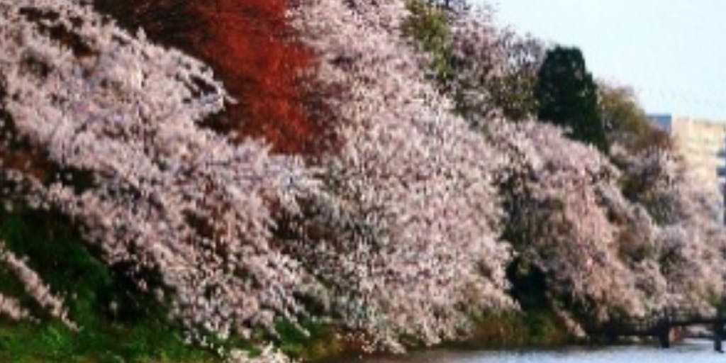 桜100選「高岡古城公園」の傷んだ桜の木を植え替え、次世代につなぎたい！